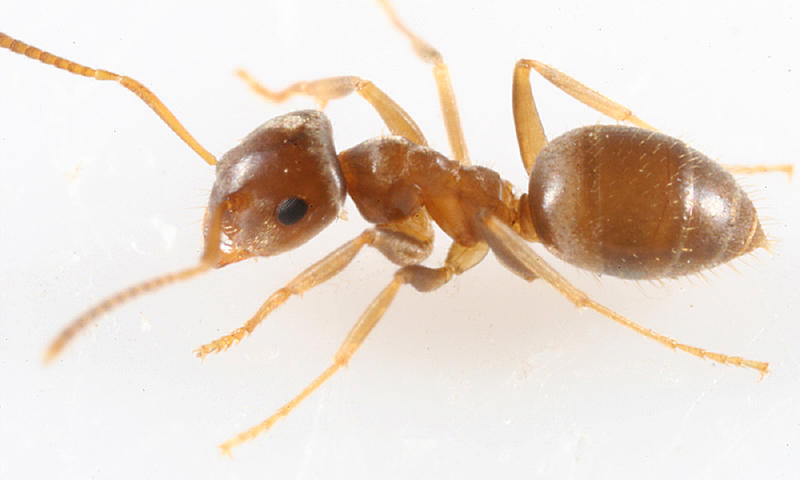 惨烈的蚁巢守卫战：毛蚁大战十倍多的红火蚁，全族被灭蚁后遭斩首