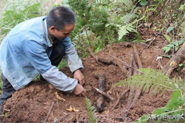 陕西天麻无土栽培种植技术,大田地膜栽培天麻技术