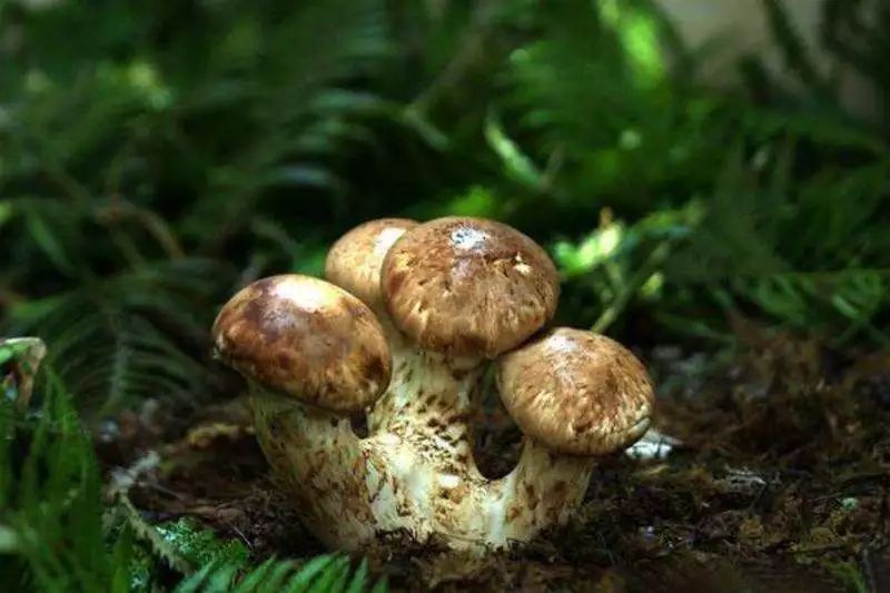 有一种风情叫江南烟雨,波密塞外江南