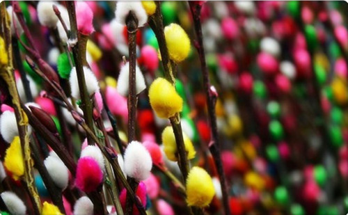 鲜花插花技巧专业术语,插花常见鲜花名称大全