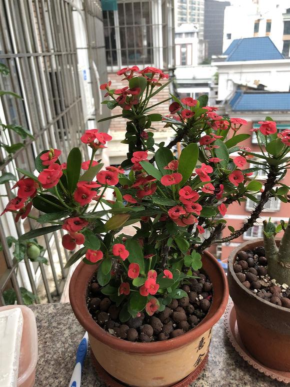 开花机器金铃花,开花机器蔷薇品种