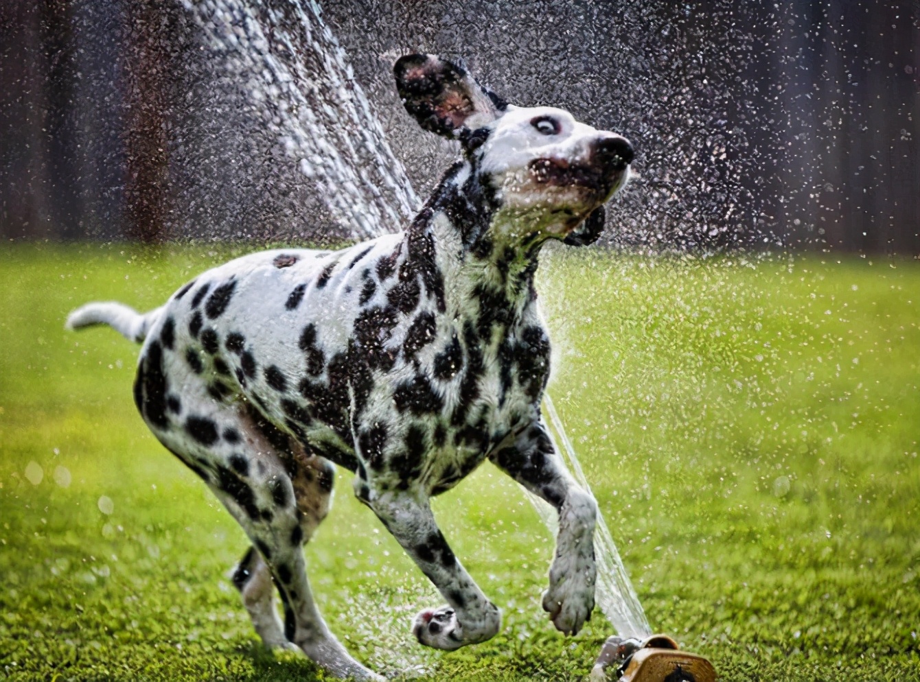 打过疫苗的狗狗抓伤后需要打针吗,被狗爪子抓伤要打疫苗吗