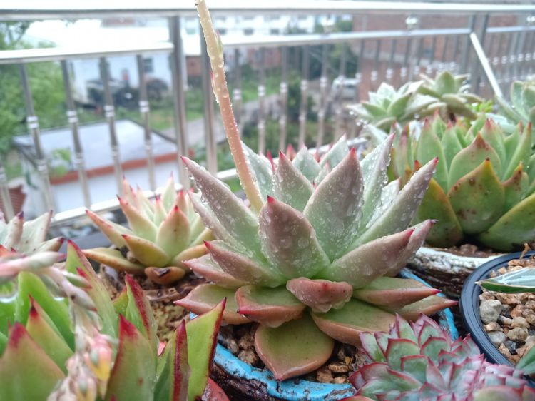 多肉植物成功授粉后，“这些”要点一定要注意