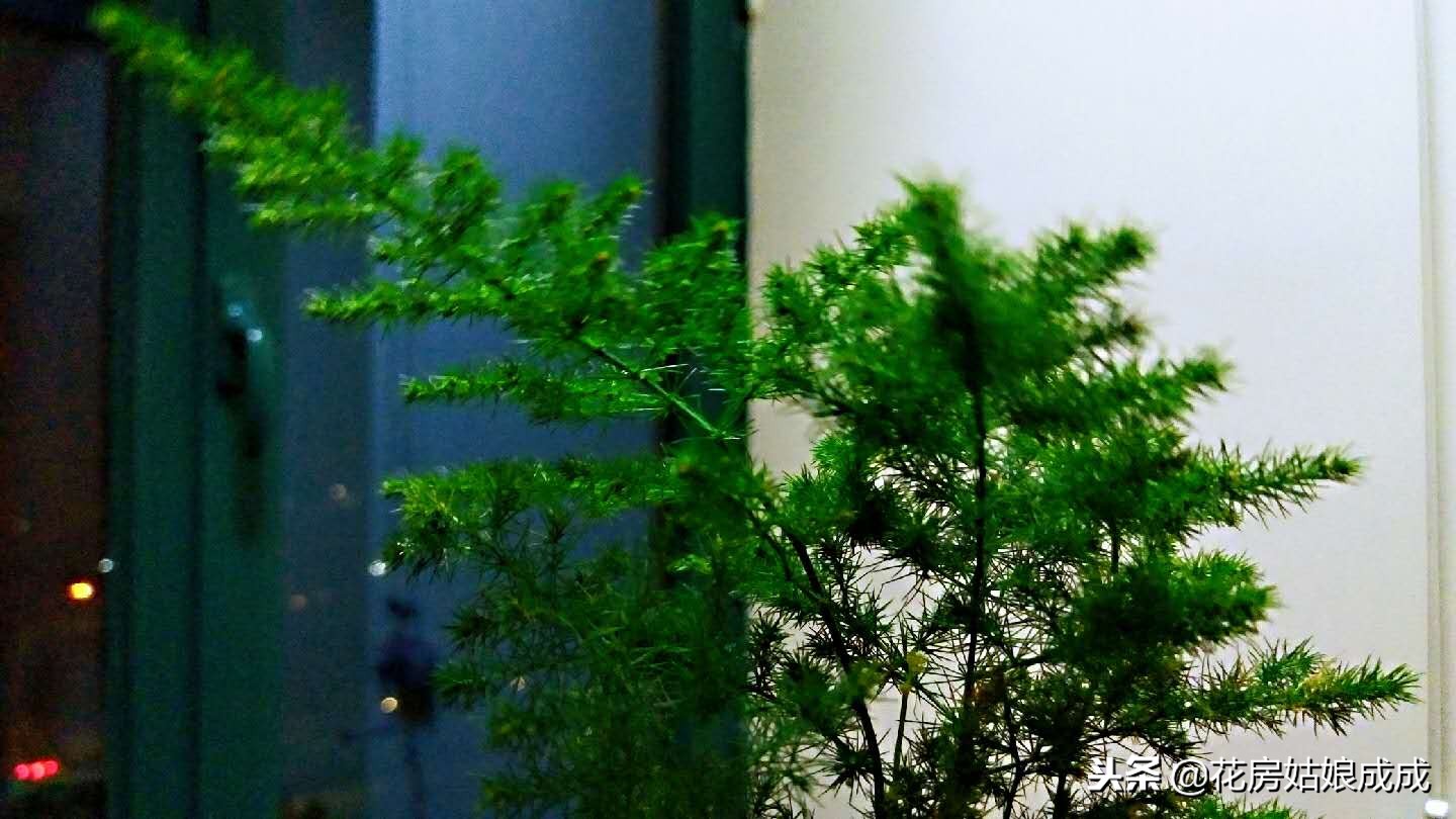 怎么让文竹长得矮趴趴,文竹如何长得矮