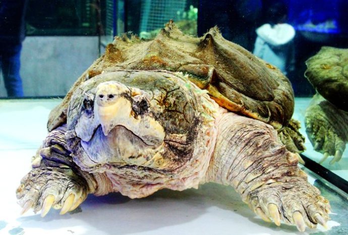 不同国家的凶猛鳄龟,真正的远古鳄龟