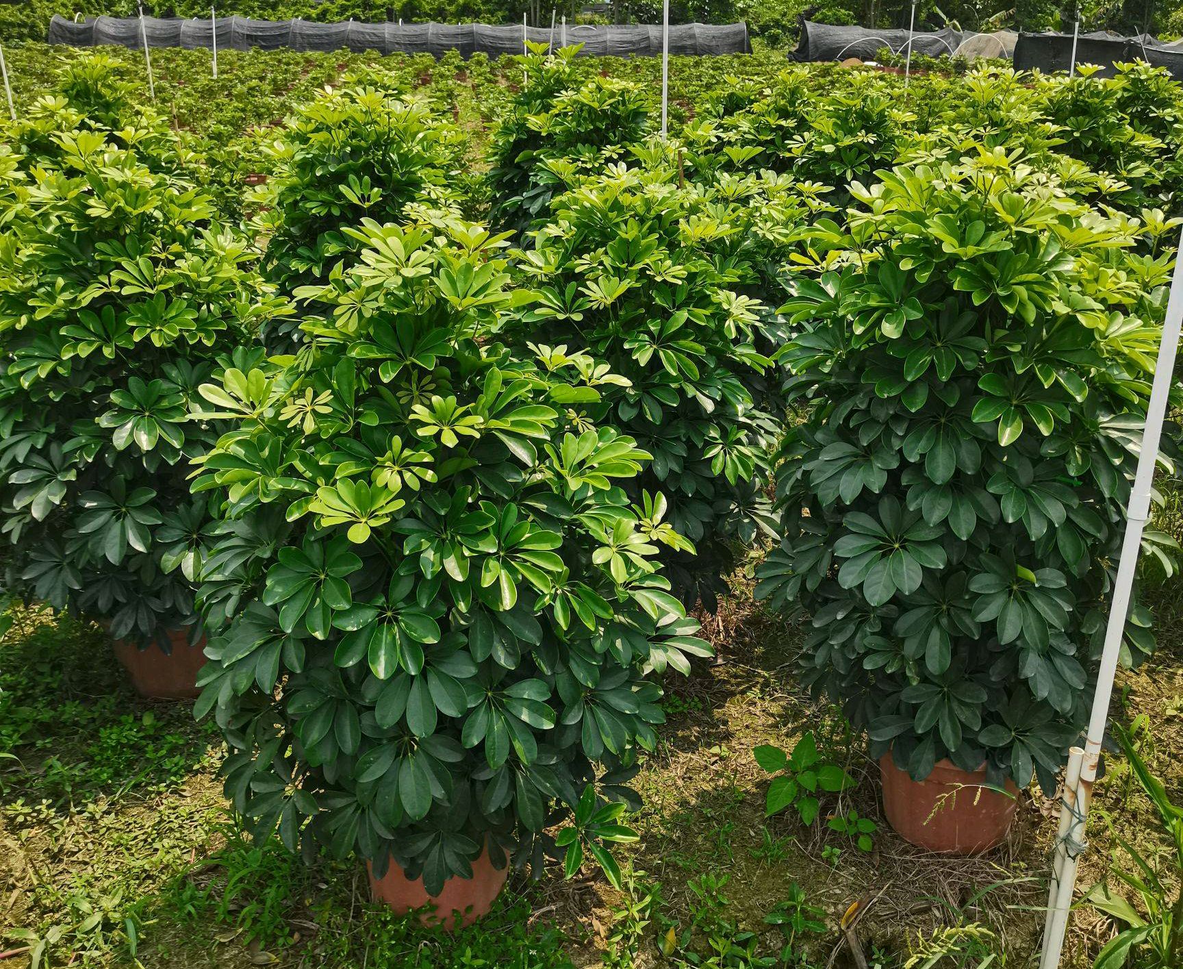 100种绿植大全,50种盆栽绿植花卉大全