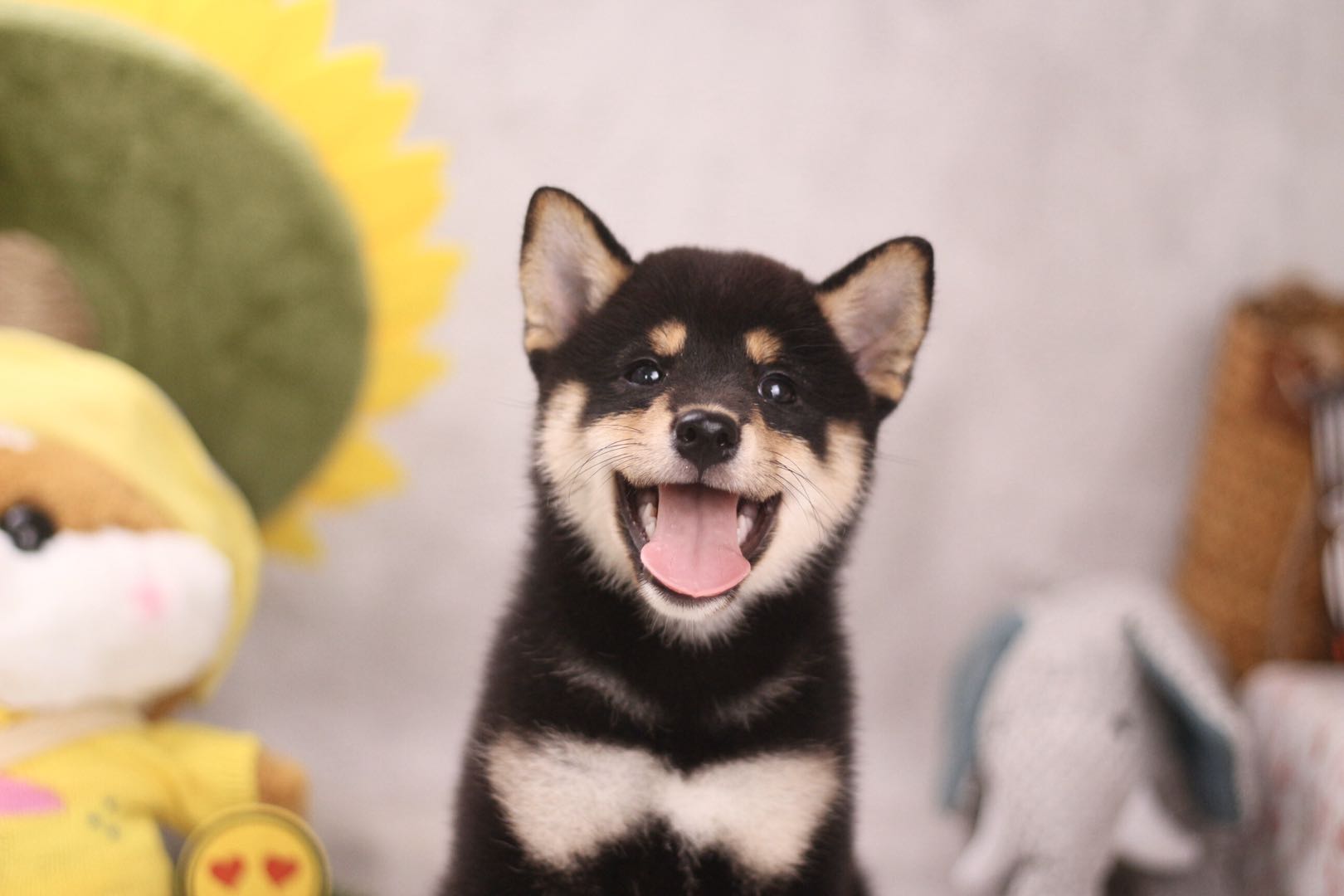 买柴犬南京,南京柴犬犬舍