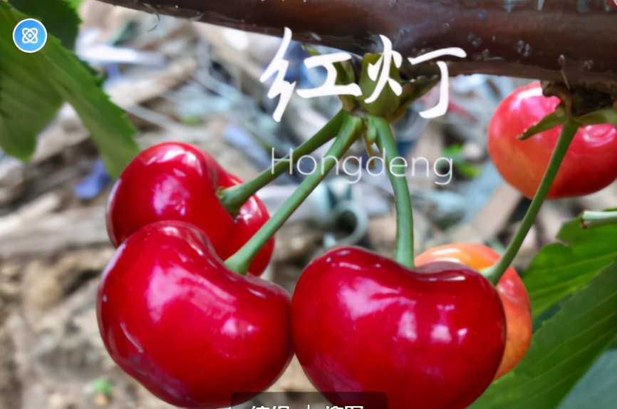 樱桃上市哪种最好吃,正在上市的樱桃品种