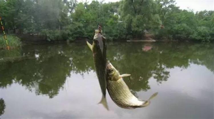 十种钓大鱼绝招,窝鱼技巧