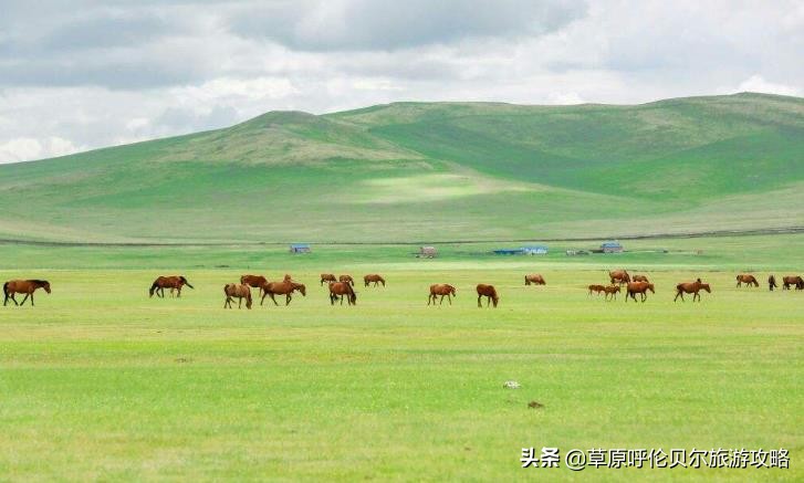 八月份呼伦贝尔还有草吗,呼伦贝尔草原草绿了吗