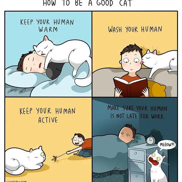 沙雕猫片，笑到床塌！自从做了卑微的铲屎官，比一个人时刺激多了