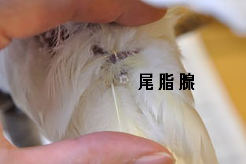 男士羽绒马甲是鹅绒好还是鸭绒好,鸭绒和鹅绒哪个羽绒服更好