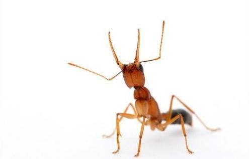 常见的蚂蚁图片,最常见的蚂蚁种类图片