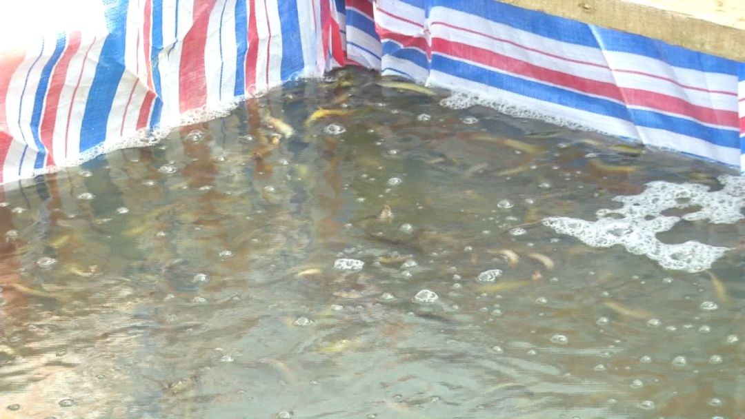 创富新发现:体质强健生长快,台湾泥鳅效益红火