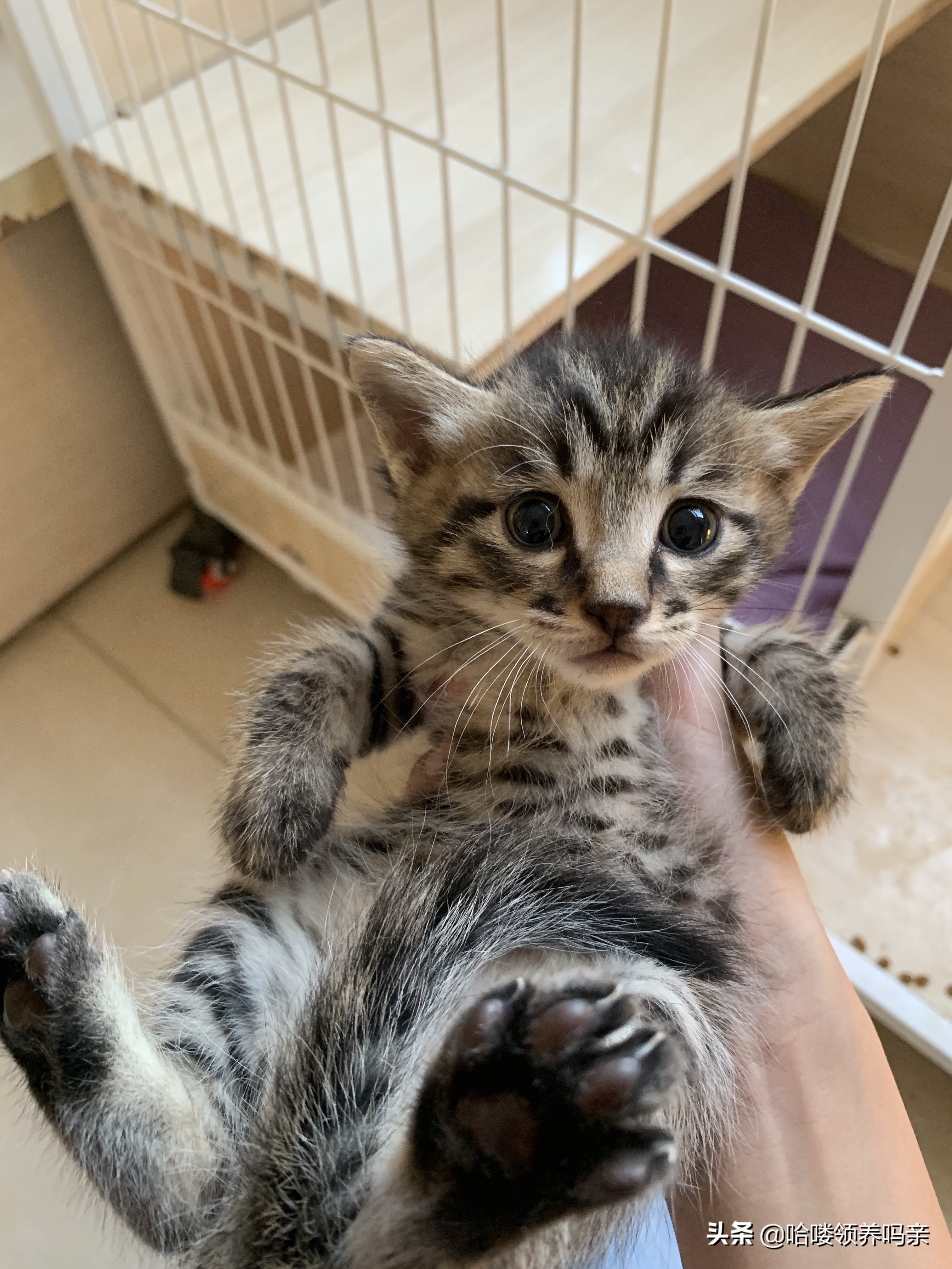 猫咪乳糖不耐受吃什么猫粮,猫咪不爱喝奶该如何解决