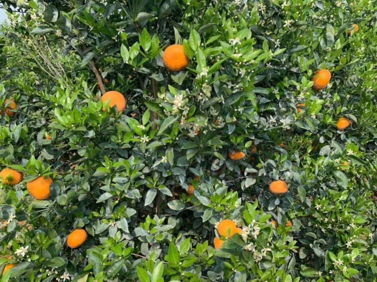 外表难看吃起来好吃的水果,茂谷柑为什么吃起来像烂了的味道