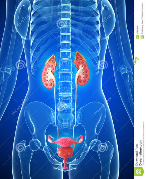 输尿管损伤漏尿的原因有哪些？