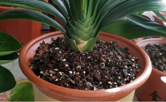 阿司匹林药片如何兑水浇花,阿司匹林营养液合用浇花好吗