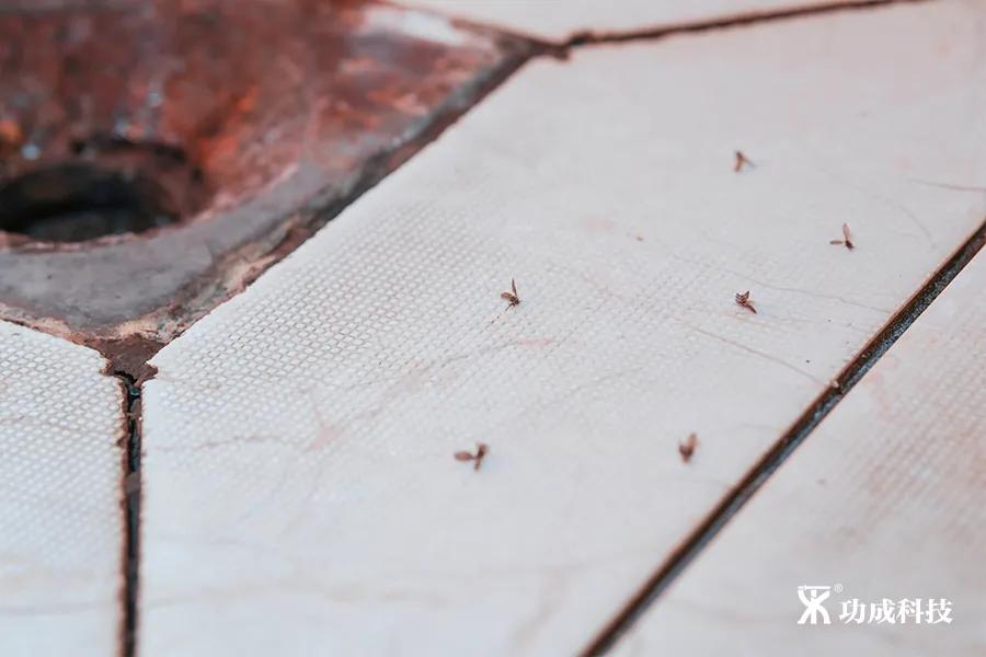 卫生间有小虫蛾蚋怎么治,卫生间出现蛾蚋怎么处理