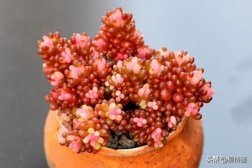 多肉黄花照波拍摄技巧,如何拍出好看的多肉植物