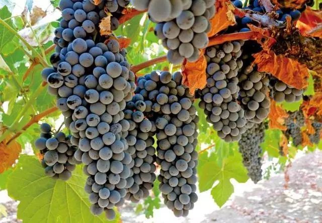 梅多克拉菲珍藏,梅多克拉菲