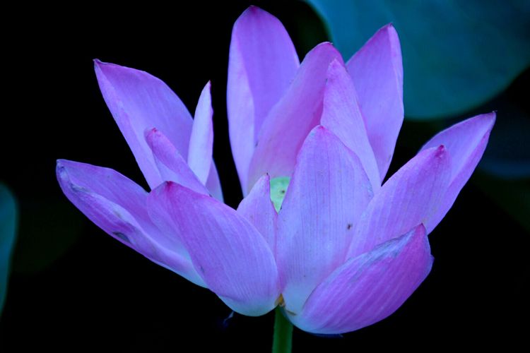 洛阳中国国花园荷花,洛阳国花园的荷花