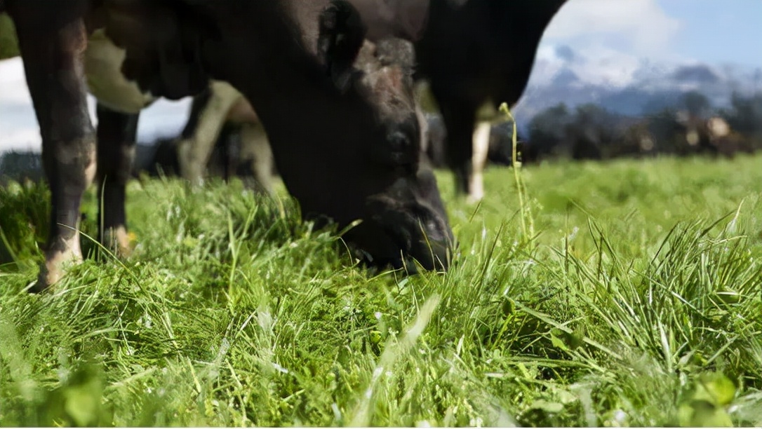 有前中后调的*疆新***子奶**，被喝成奶中“玲娜贝儿”