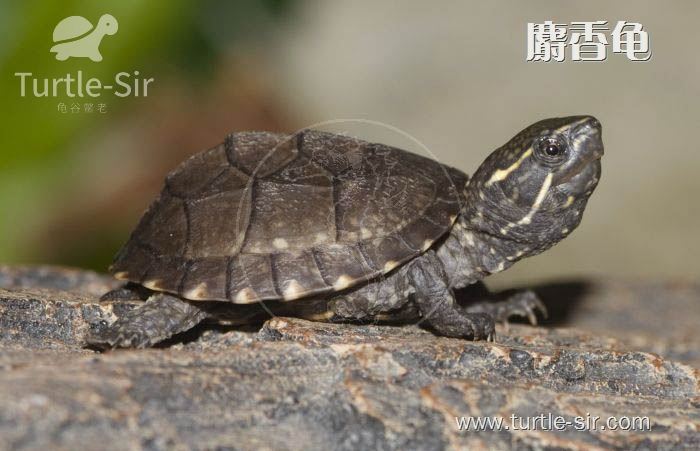 养龟必备的常用药物,龟鳖养殖用药