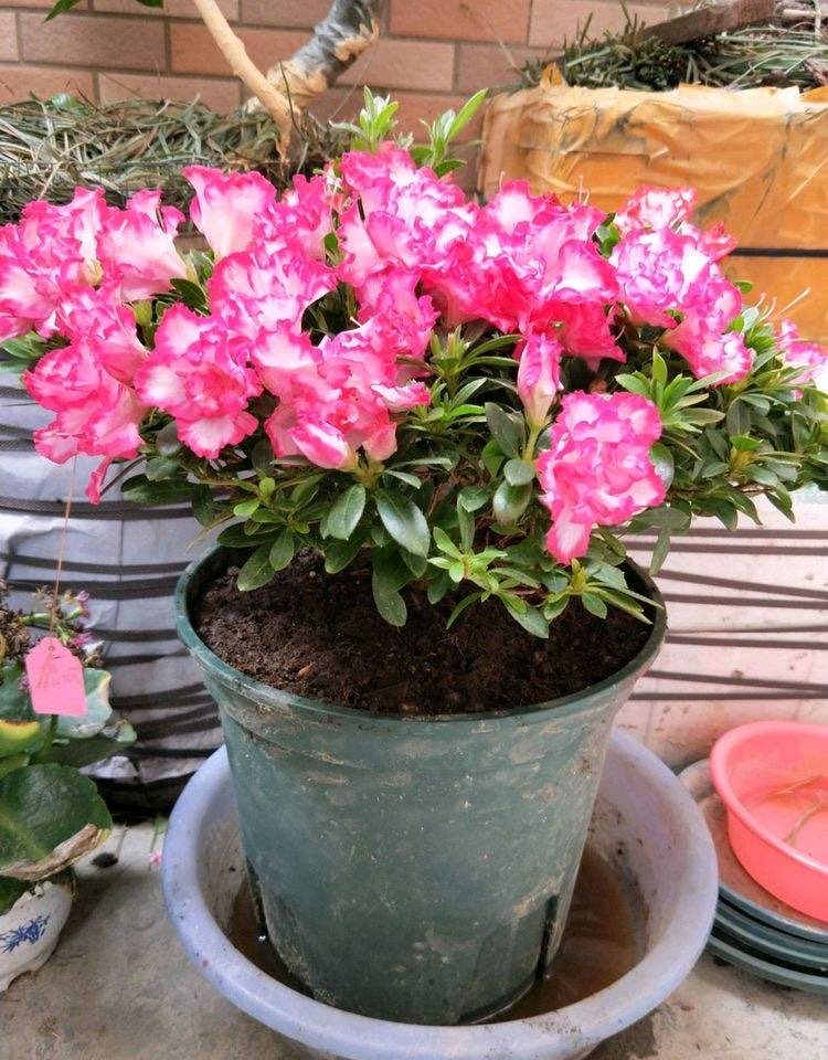 养好杜鹃花用什么土最好,养好杜鹃花的视频