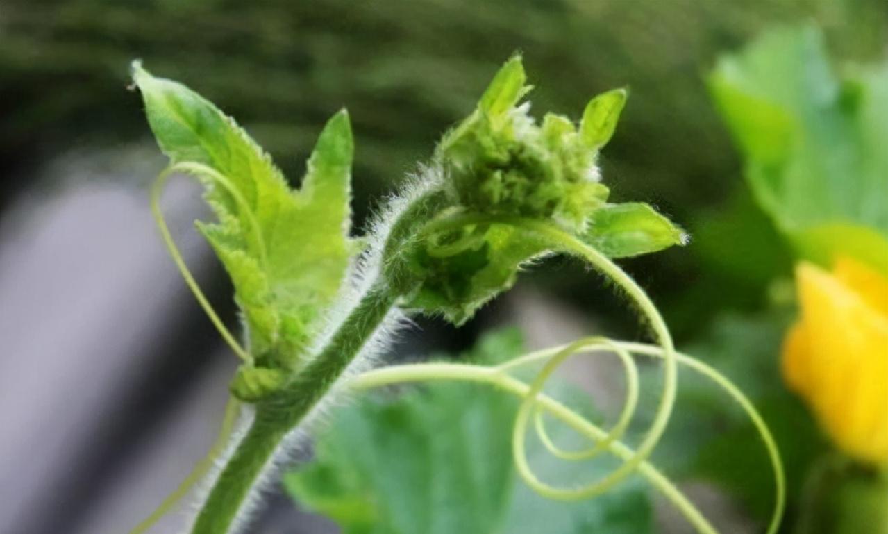 长期吃野南瓜藤的危害,长期吃南瓜藤对身体有危害吗