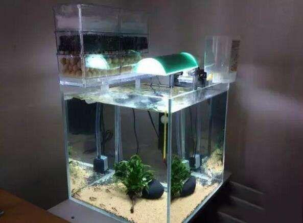 想把鱼养好,先把过滤这点事儿整明白就算向前迈了一大步