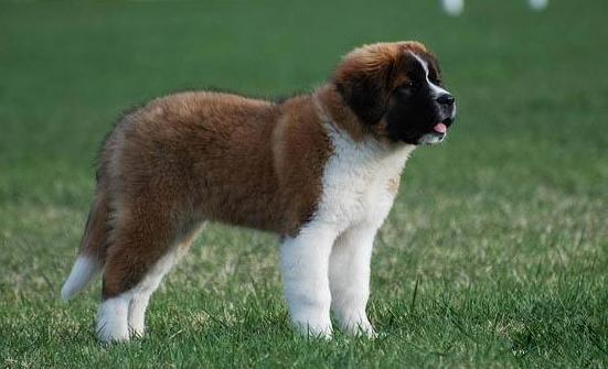 狗狗身上白皮屑怎么办,狗狗身上像头皮屑怎么回事