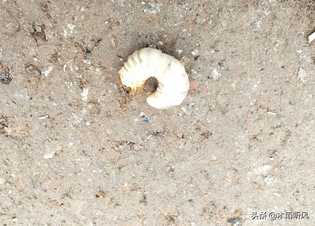 红薯苗用什么药蘸根防治地下害虫,防治红薯地下钻蛀害虫有哪些药