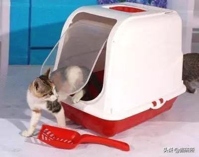 猫咪乱尿怎么办4招教你轻松解决,猫咪在衣服上乱尿是什么原因