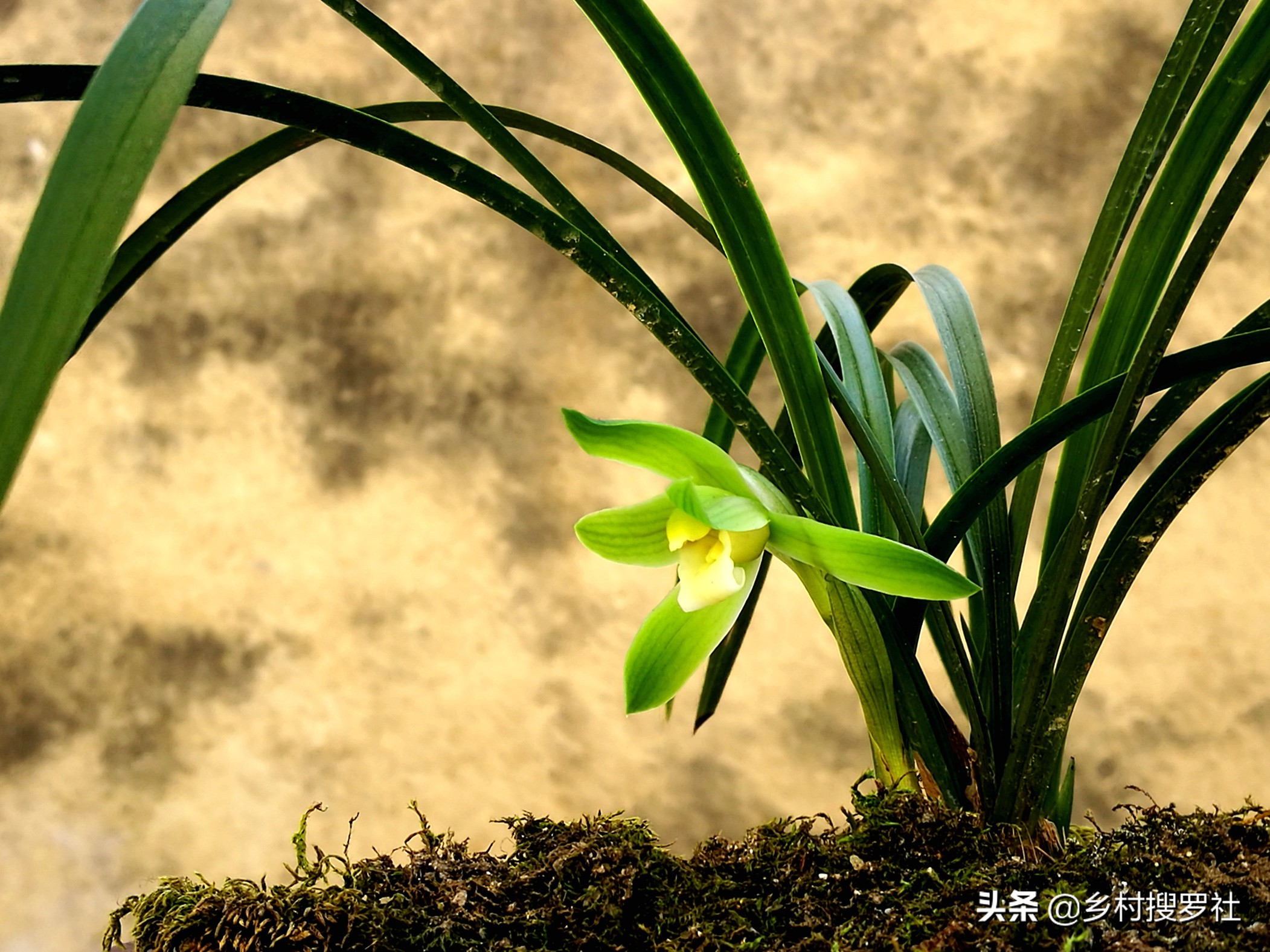 疫情期间怎样防花,买兰花如何防止被骗呢