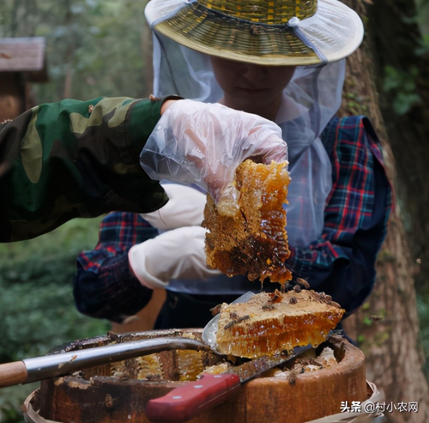 农村创业2021年种植什么前景最好,适合农村的创业好项目养殖