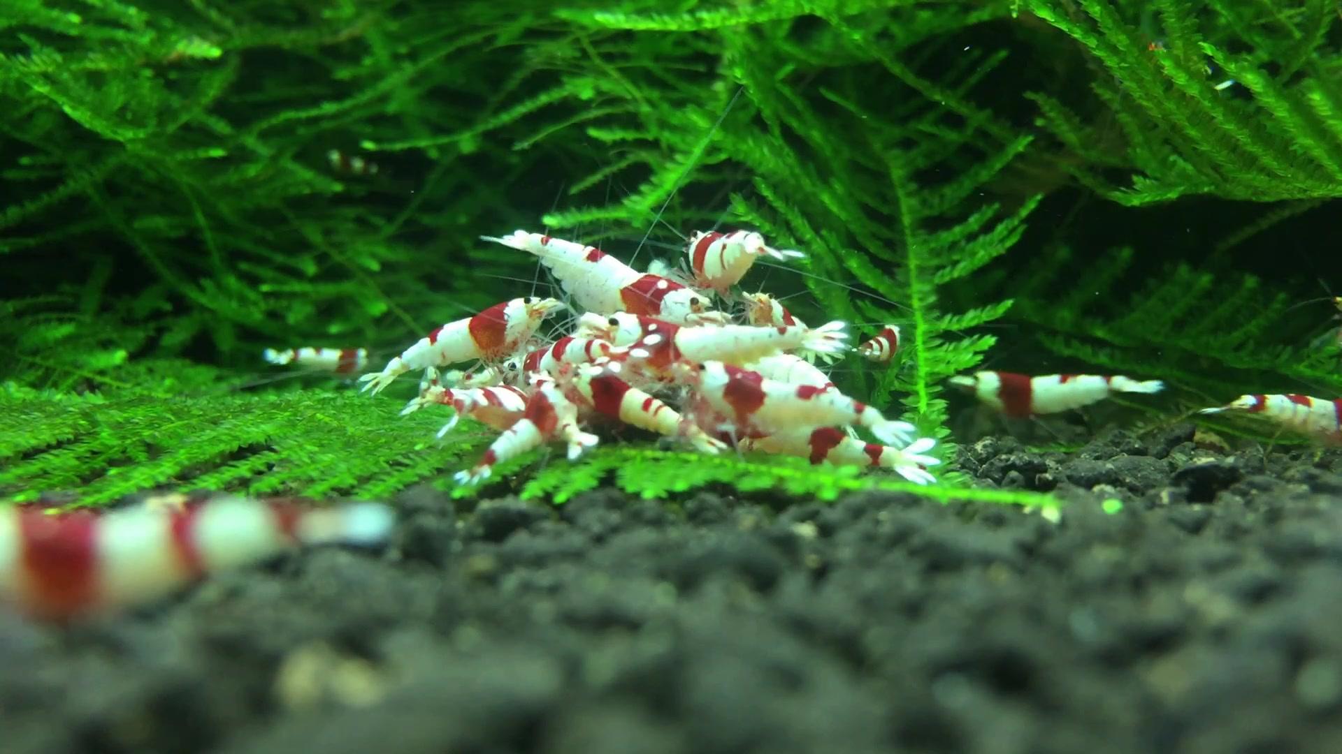 虾塘降温管理,虾缸降温