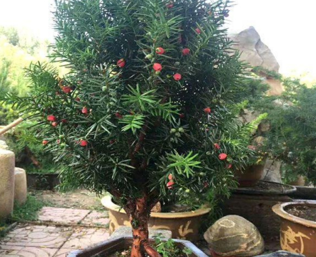 盆栽红豆杉的修剪时间和方法图片,家里摆放红豆杉风水好吗