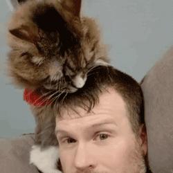 猫咪舔这些地方，就要注意了，它是有话要对你说