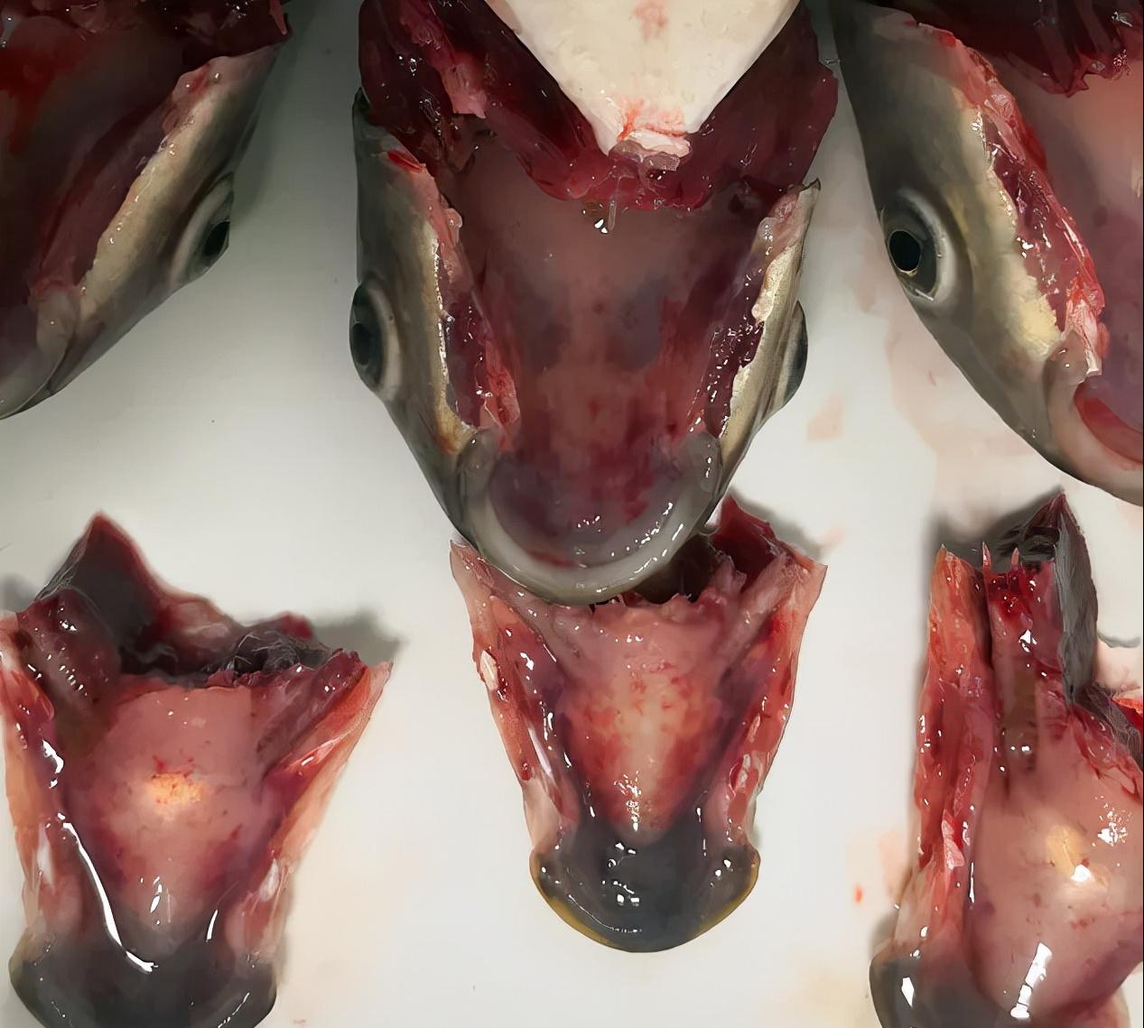 为什么鱼病久治不好,鱼病了怎么治疗最好