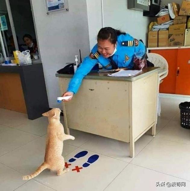 很火的宠物猫名字有哪些,比较出名的宠物猫店铺名字