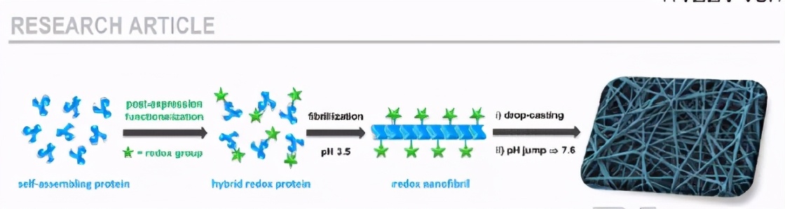 《Angew》混合淀粉样蛋白的氧化还原水凝胶用于生物电催化H2氧化