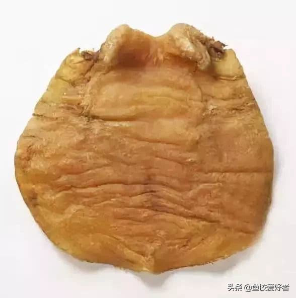 初次接触鱼胶怎么选,买鱼胶要注意什么