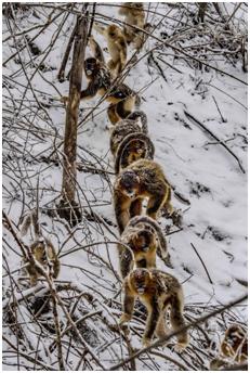 去神农架旅游攻略3天2晚,郑州到神农架自驾游最佳路线攻略