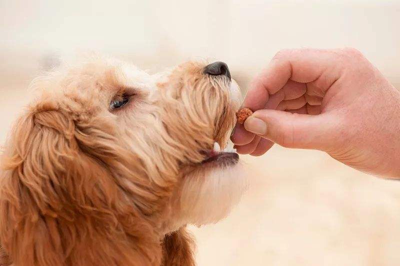 狗狗吃什么食物会有生命危险,狗狗不能吃哪些食品添加剂