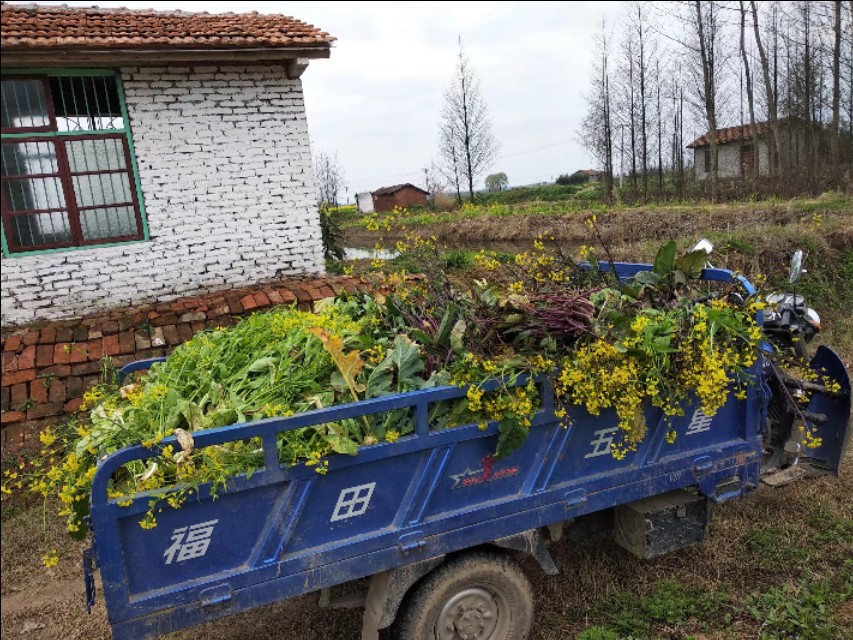 小龙虾如何养殖经济又实惠,小龙虾养殖成本大全