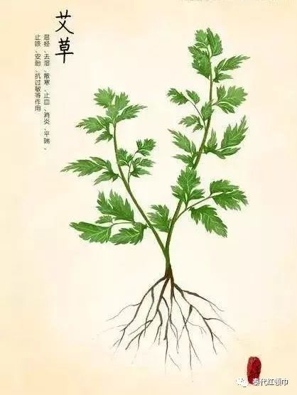 青草膏四季通用,滋润修复青草膏