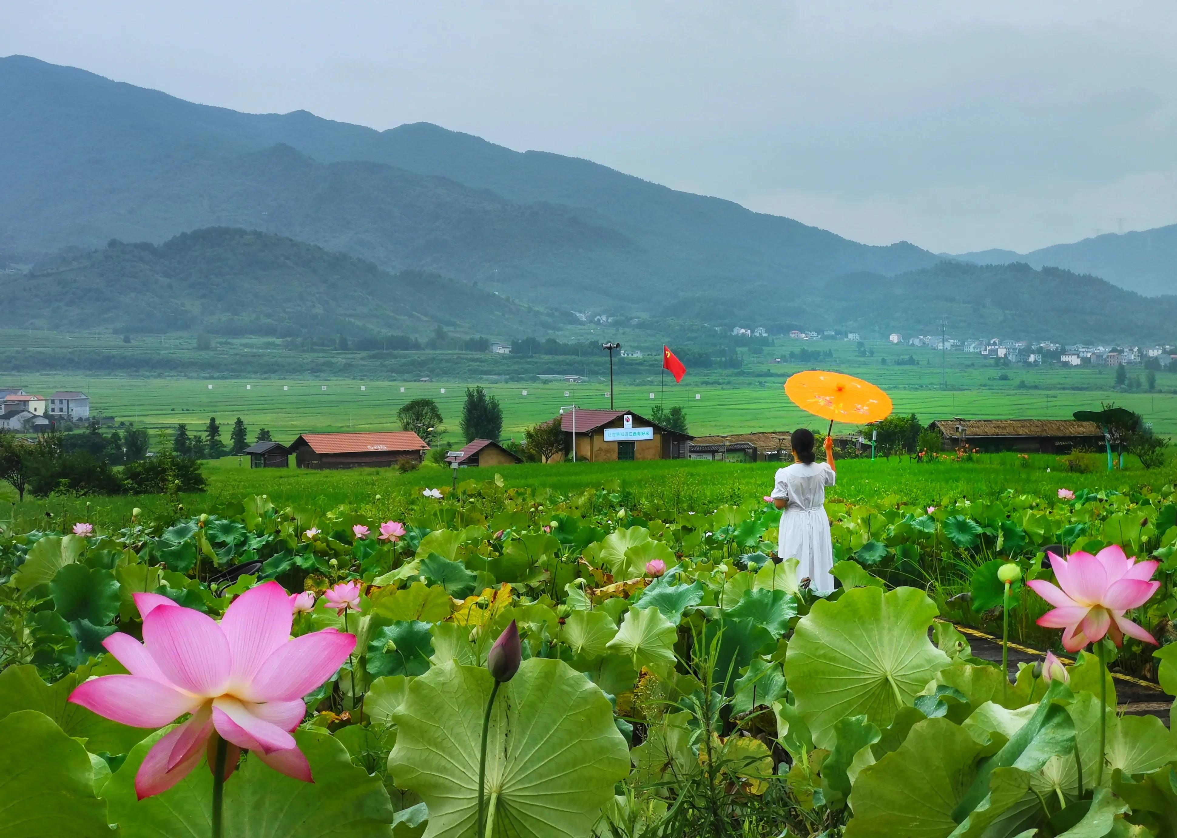 你会去莲花玩吗？我找到了3个“趣味点”，玩了一次跟着喜欢走