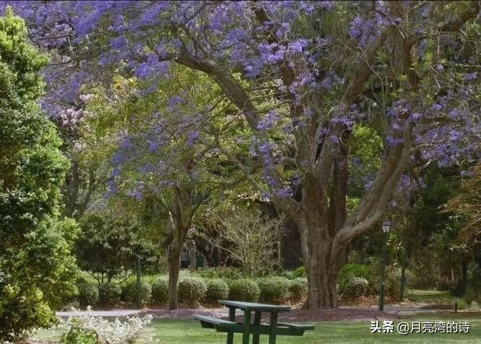 蓝花楹最是一抹蓝紫惹人醉,宁静的蓝花楹