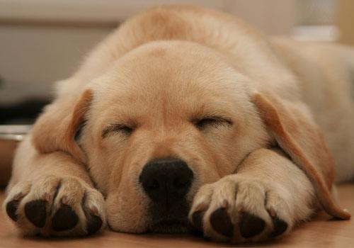 狗狗前肢无力是怎么回事,狗狗四肢无力站不起来是怎么回事